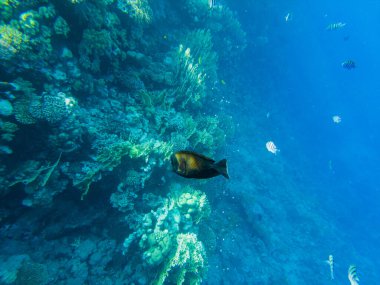 Kızıl Deniz 'de sohal cerrahı balıklar sahilde sığ sularda yüzer..