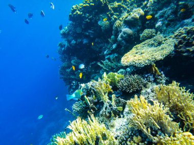 Kızıl Deniz 'in mercan kayalıkları. mercanlar yakın çekim.