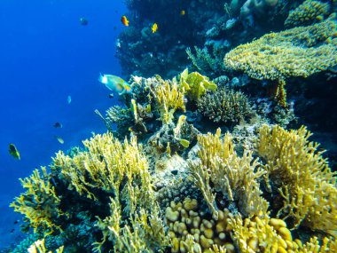 Kızıl Deniz 'in mercan kayalıkları. mercanlar yakın çekim.