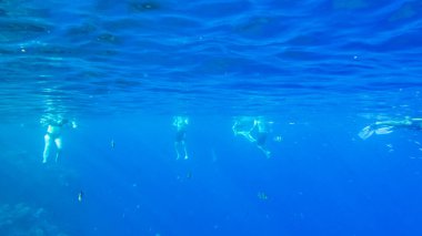 Turistler denizde yüzer. Kızıl Deniz.