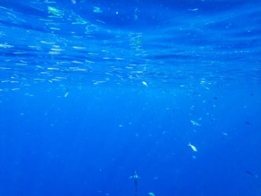Kızıl Deniz 'in yüzeyine yakın bir balık sürüsü.