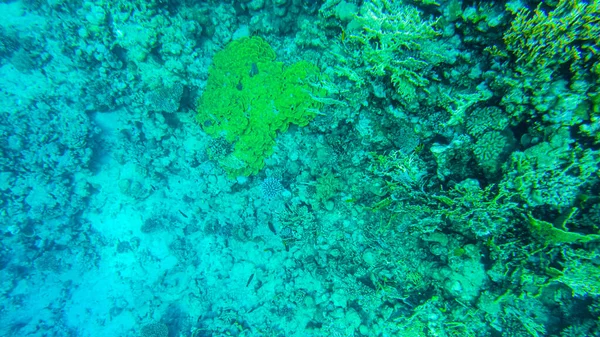 Coloridos Corales Peces Mar Rojo Sharm Sheikh — Foto de Stock