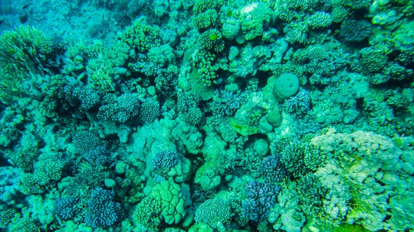 Coloridos Corales Peces Mar Rojo Sharm Sheikh — Foto de Stock