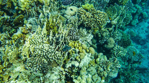 紅海の色とりどりのサンゴと魚 シェイク — ストック写真