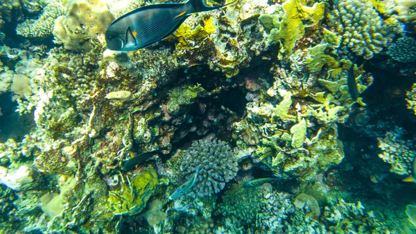 Πολύχρωμα Κοράλλια Και Ψάρια Στην Κόκκινη Θάλασσα Sharm Sheikh — Φωτογραφία Αρχείου