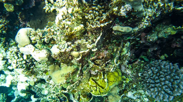 Colorful Corals Fish Red Sea Sharm Sheikh — Stock Photo, Image