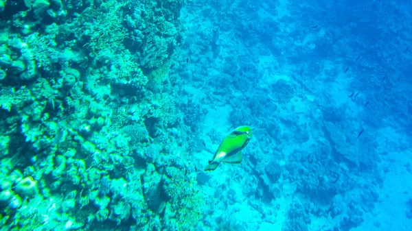 Poisson Déclencheur Titane Nage Bord Récif Profondeur — Photo