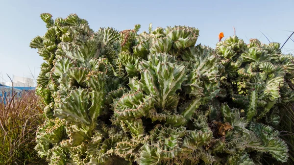 Gros Plan Sur Les Cactus Fleurs Épineuses Vertes — Photo