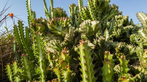 Gros Plan Sur Les Cactus Fleurs Épineuses Vertes — Photo