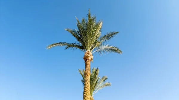 青い空に対する美しいヤシの木 — ストック写真