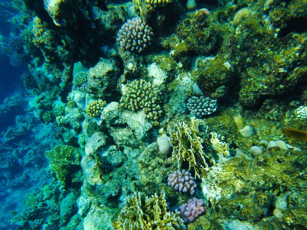 Coralli Colorati Pesci Nello Squalo Rosso Del Mare Sheikh — Foto Stock