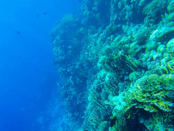 Kleurrijke Koralen Vissen Rode Zee Sharm Sheikh — Stockfoto