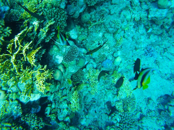 Coraux Colorés Poissons Dans Mer Rouge Sharm Sheikh — Photo