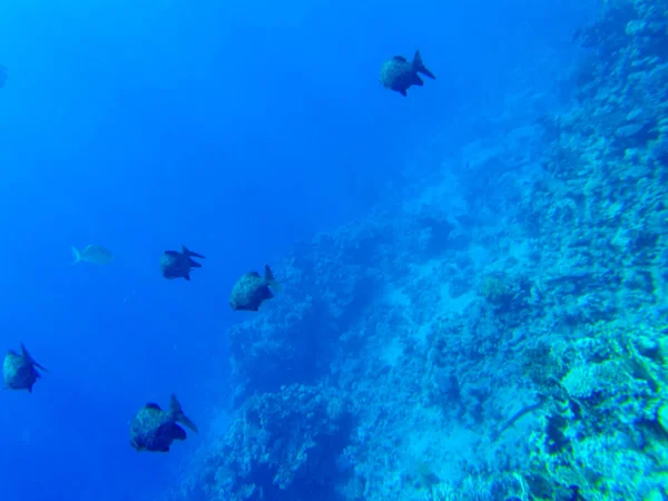 Setor Kyphosus Água Azul Mar Vermelho — Fotografia de Stock