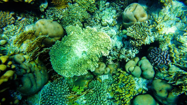 Kolorowe Koralowce Ryby Czerwonym Sharm Sheikh — Zdjęcie stockowe