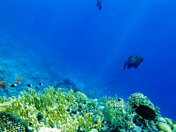 Kyphosus Sectator Nell Acqua Blu Del Mare Rosso — Foto Stock