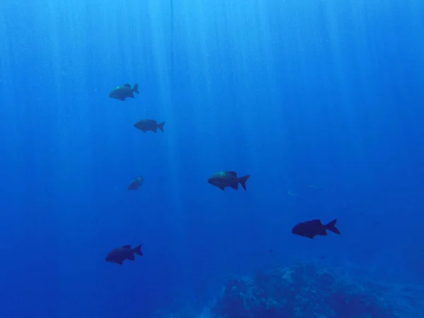 Seccionador Cifoso Agua Azul Del Mar Rojo — Foto de Stock