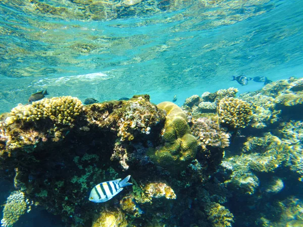 Colorful Corals Fish Red Sea Sharm Sheikh — Stock Photo, Image