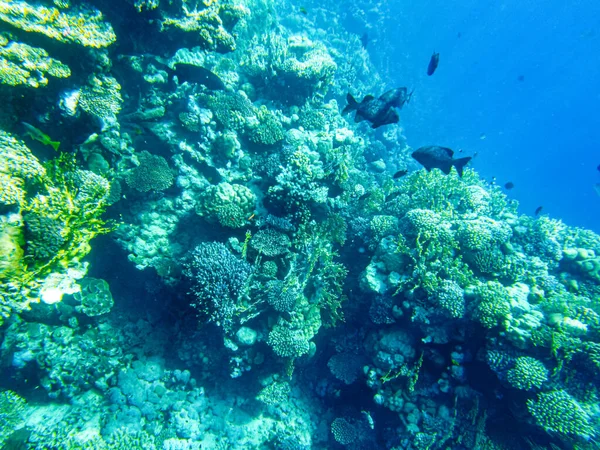 Kızıl Deniz 'in mavi suyunda Kyphosus sectator.