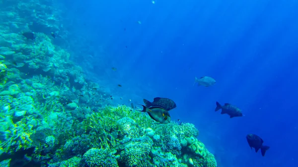 Kyphosus Sectator Nell Acqua Blu Del Mare Rosso — Foto Stock