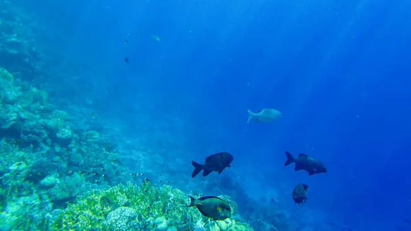 Seccionador Cifoso Agua Azul Del Mar Rojo —  Fotos de Stock