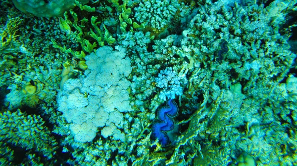 Blaue Riesenmuschel Aus Nächster Nähe Roten Meer — Stockfoto