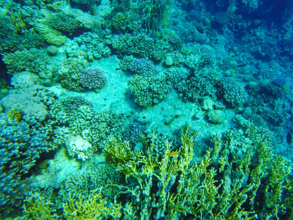 红海贝壳中五彩斑斓的珊瑚和鱼 — 图库照片