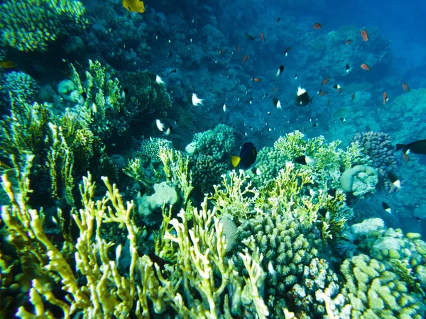 산호초입니다 산호의 — 스톡 사진