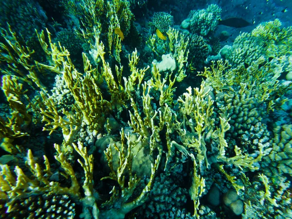 Arrecife Coral Del Mar Rojo Primeros Planos Los Corales — Foto de Stock