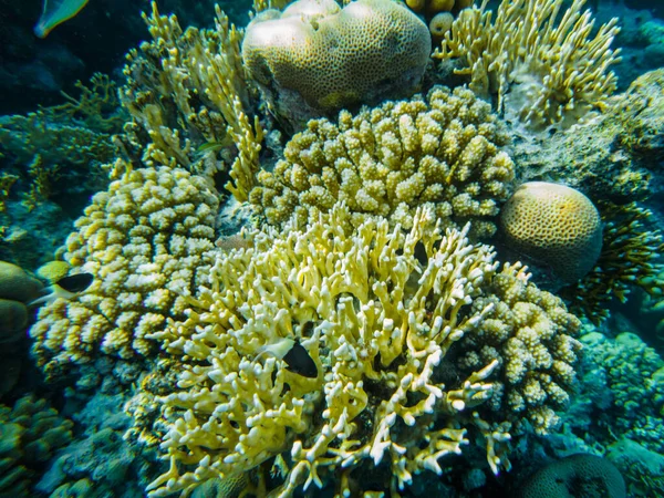Rafa Koralowa Morza Czerwonego Zbliżenie Korali — Zdjęcie stockowe