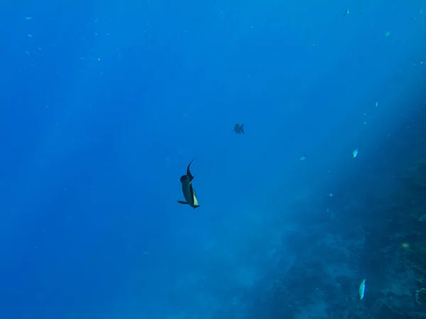 Sohal Surgeon Fish Red Sea Swims Shallow Water Beach — Stock Photo, Image