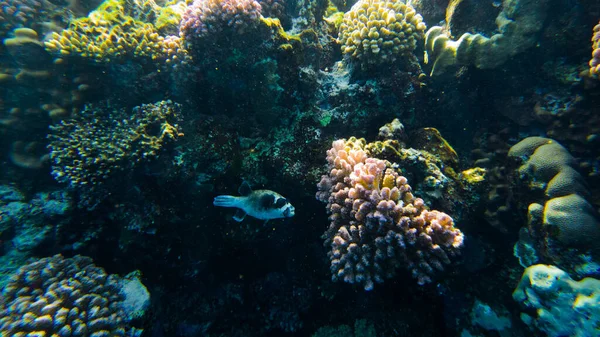 hedgehog fish on the background of red sea corals.