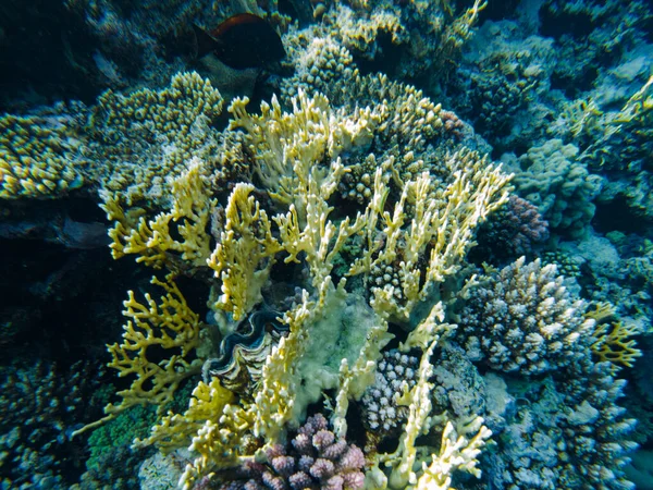 Arrecife Coral Del Mar Rojo Primeros Planos Los Corales —  Fotos de Stock