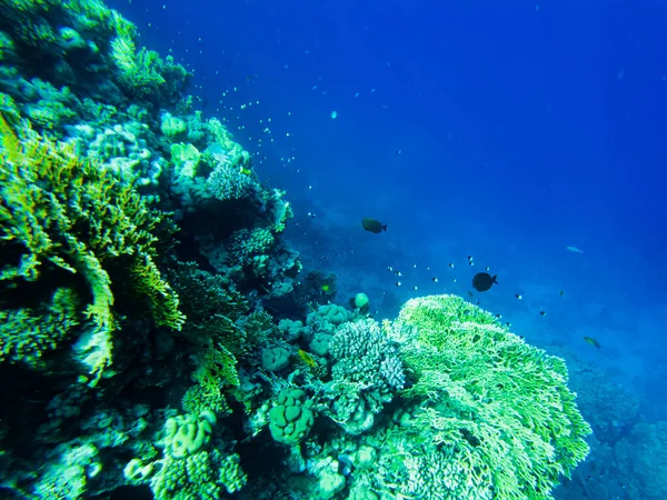 Коралловый Риф Красного Моря Кораллы Крупным Планом — стоковое фото