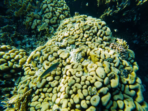 Korallrev Det Röda Havet Koraller Närbild — Stockfoto