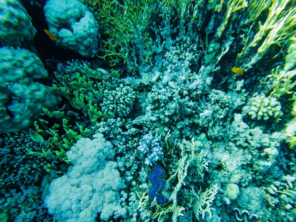 Recifes Coral Mar Vermelho Corais Close — Fotografia de Stock