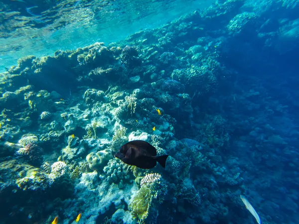Sohal Surgeon Fish Red Sea Swims Shallow Water Beach — Stock Photo, Image