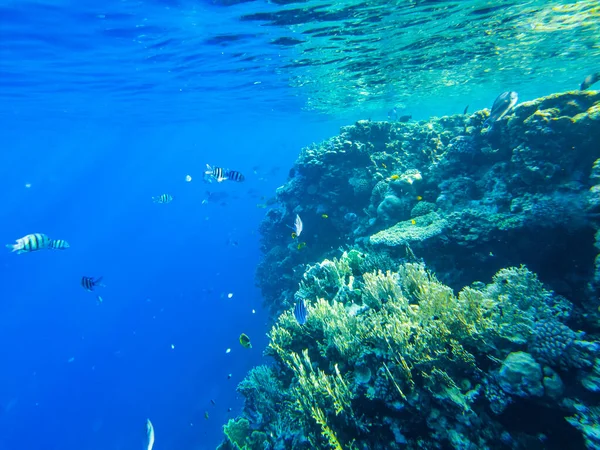 Κοραλλιογενής Ύφαλος Της Κόκκινης Θάλασσας Κοράλλια Κοντά — Φωτογραφία Αρχείου