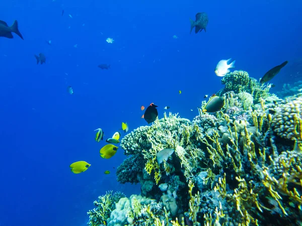 Arrecife Coral Del Mar Rojo Primeros Planos Los Corales — Foto de Stock