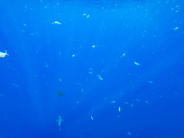 Banc Poissons Près Surface Mer Rouge — Photo