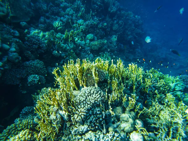 Koralrev Det Røde Hav Koraller Close - Stock-foto # 