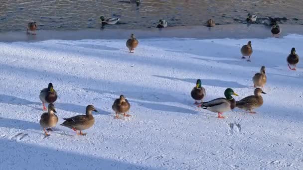 Eenden Een Winterpark Close Van Een Koppel Eenden — Stockvideo