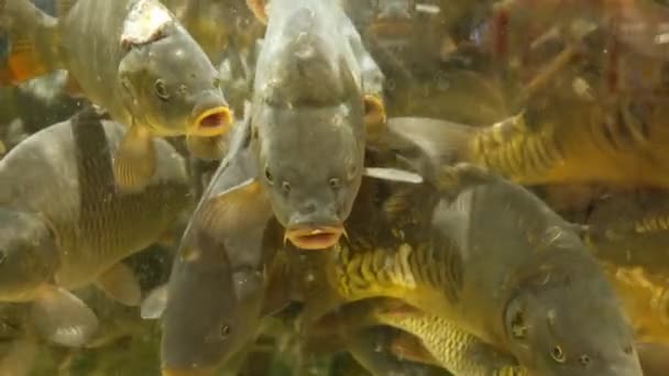 Słodkowodny Karp Rybny Akwarium Zbliżenie Powoli — Wideo stockowe