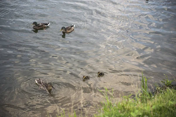 Pato Com Patinhos Água Lago Verão — Fotografia de Stock