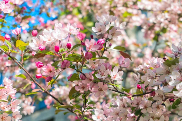 ดอกไม เชอร ชมพ บนพ นหล องฟ าในสวนฤด ใบไม — ภาพถ่ายสต็อก