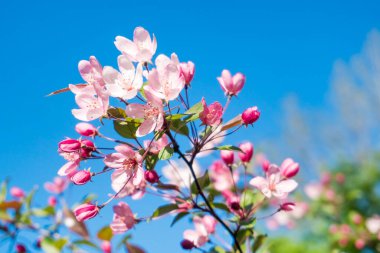 Bahar bahçesinde gökyüzünde pembe kiraz çiçekleri.