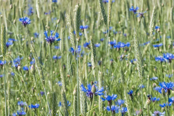 晴れた日にコムギ畑の野花を咲かせ — ストック写真
