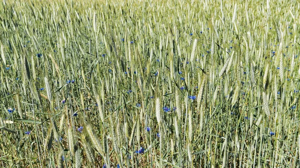 Junge Triebe Von Weizen Auf Einer Grünen Wiese — Stockfoto