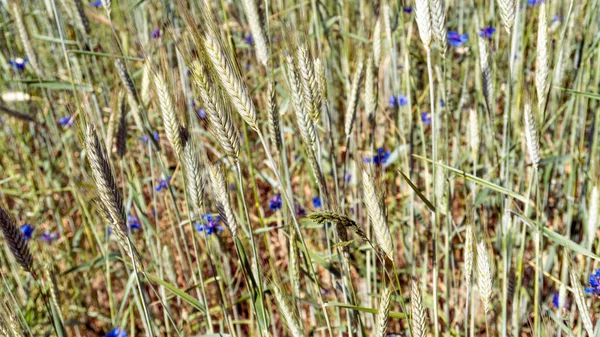 緑の畑で小麦の若芽が — ストック写真