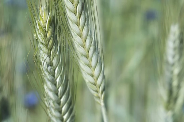 Jonge Scheuten Tarwe Een Groen Veld — Stockfoto